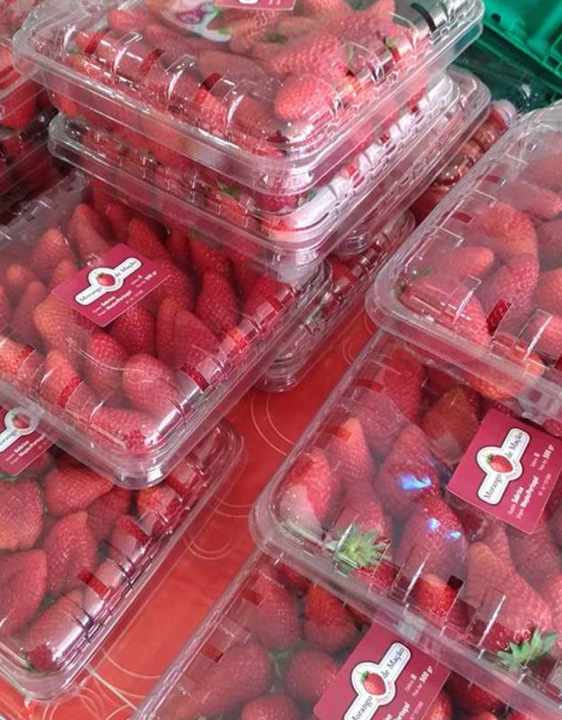 Morangos em caixa - Morango de Mação - Quintinha do Sarilho