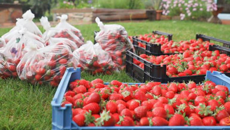 A arte de “amorangar” por Luís Baião