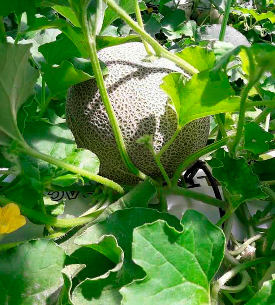 Meloa em amadurecimento na Quintinha do Sarilho - Morango de Mação