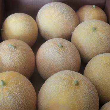 Meloas da Quintinha do Sarilho