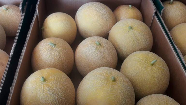 Meloas da Quintinha do Sarilho