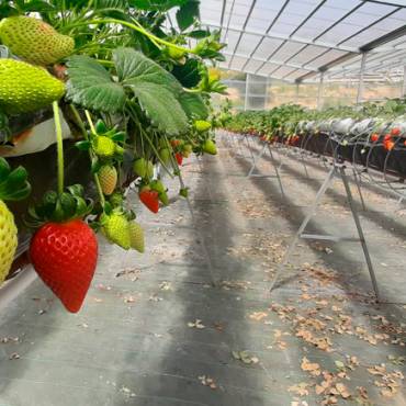 Conheça a Quintinha do Sarilho